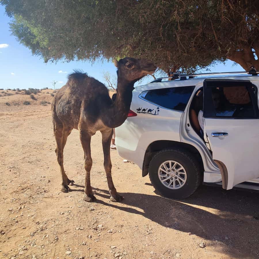 From Agadir: Mini Sahara Day Tour with Lunch - Quick hits
