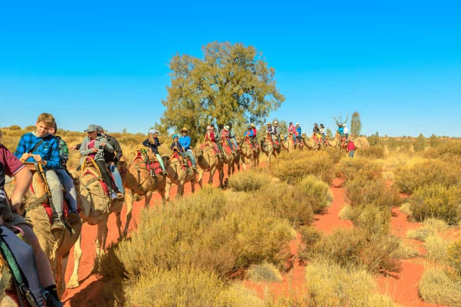 From Agadir or Taghazout: Camel Ride Berber Tour Experience - From Camel Stirrups to the First Steps: What the Ride Feels Like