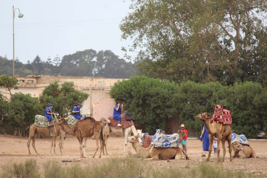From Agadir or Taghazout: Camel Ride Berber Tour Experience - The Souss River Route: Birds, Photos, and Quiet Wildlife Time