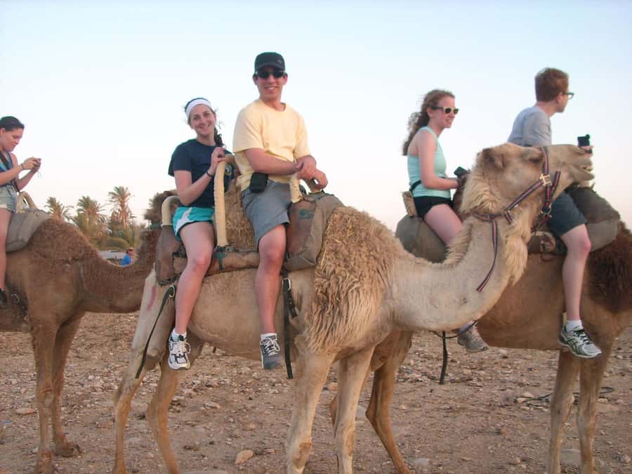 From Agadir or Taghazout: Camel Ride Berber Tour Experience - Eucalyptus Forest Escape: The Part That Feels Like Real Getting Away