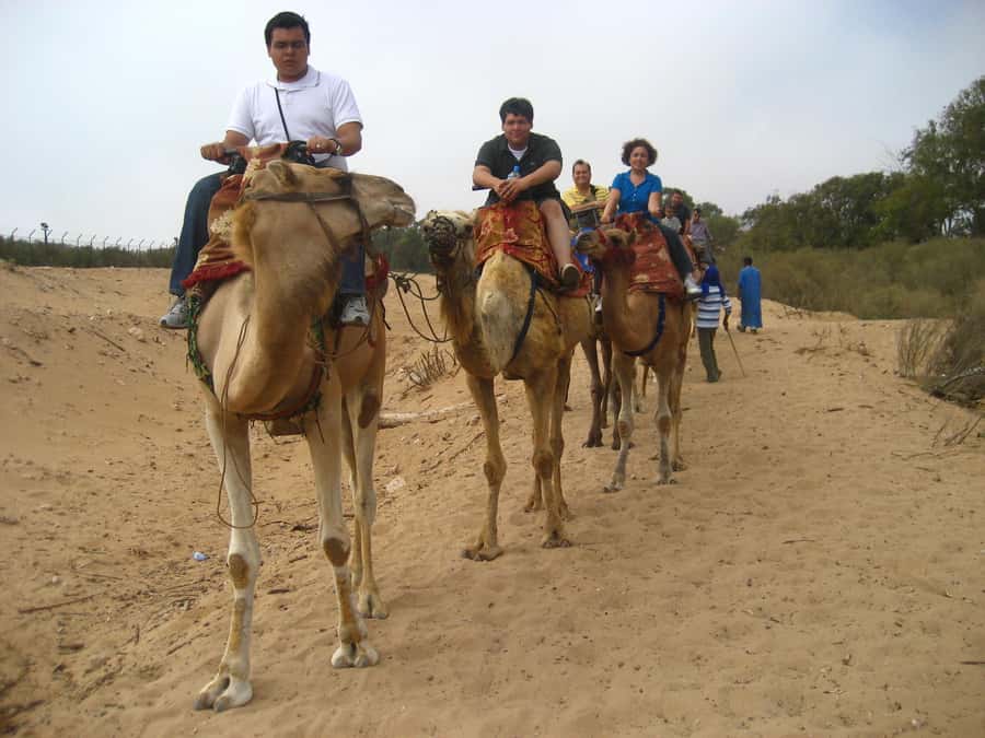 From Agadir or Taghazout: Camel Ride Berber Tour Experience - Guides Who Keep It Smooth: English, French, Arabic, and Real Personality