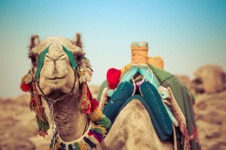 From Agadir or Taghazout: Camel Ride Berber Tour Experience - Price and Value: Is $27 Worth It for Two to Three Hours?