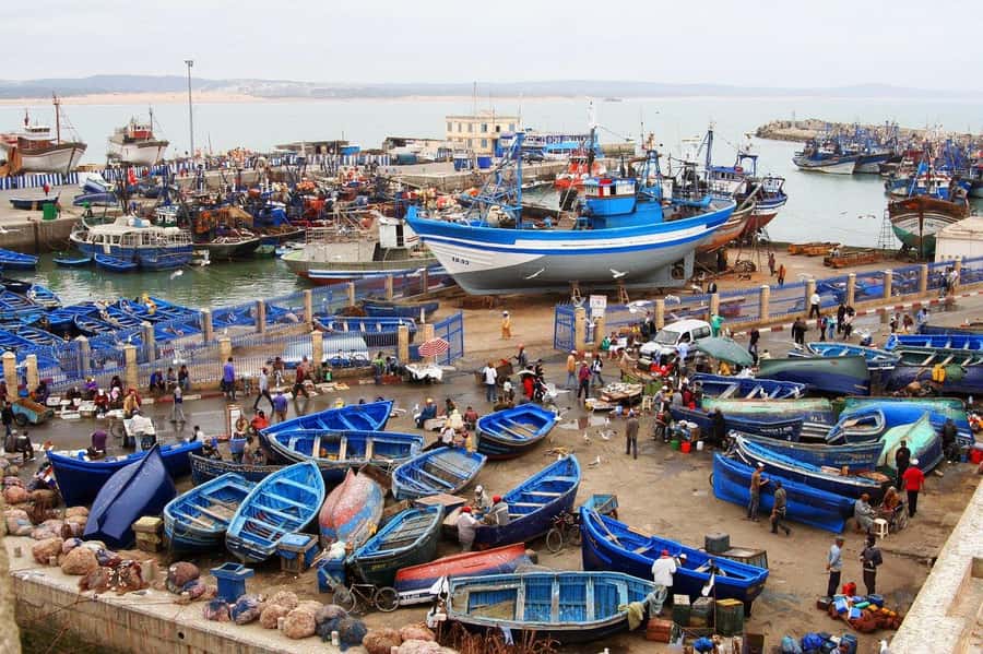 From Agadir or Taghazout : Essaouira Day Trip - The Argan Goats Stop, and Why It’s More Than a Quirky Photo