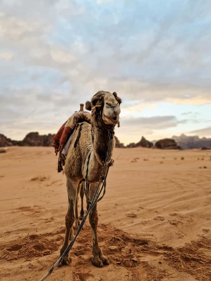 From Agadir: Sahara Desert Day Trip and Camel Ride - Mini Sahara Dunes: Short Camel Ride, Big Golden-Sand Payoff