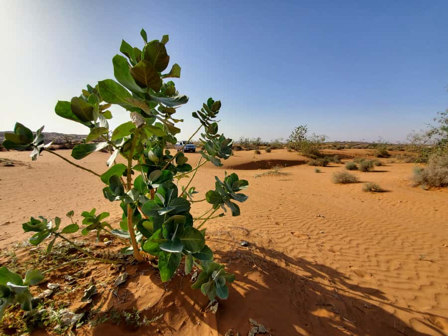 From Agadir: Sahara Desert Day Trip and Camel Ride - Guides, Driver Skill, and Why It Feels Personal