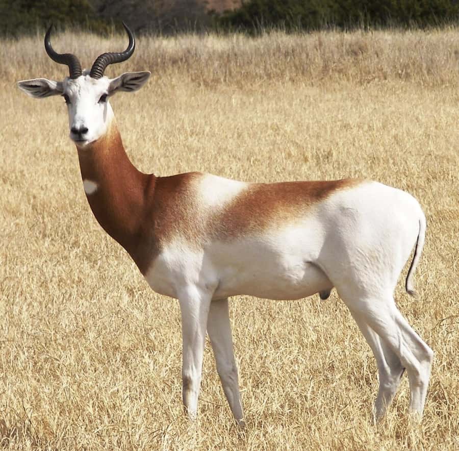 From Agadir: Souss-Massa National Park Tour with Lunch - Best-fit for you: who should book this tour