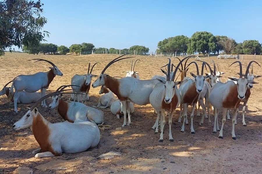From Agadir: Souss-Massa National Park Tour with Lunch - Wildlife safari inside the park: what to look for and how to improve your odds