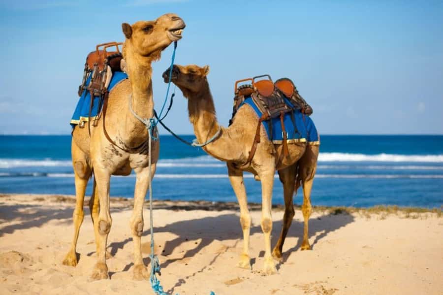 From Agadir: Souss River Camel Ride - Sunset by the water, why timing matters for photos and mood