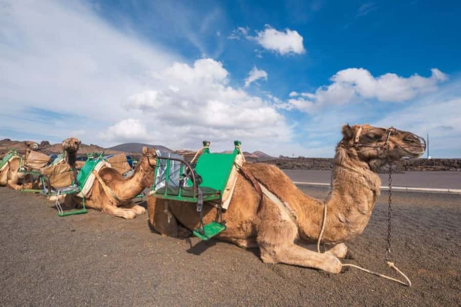 From Agadir: Souss River Camel Ride - Who this is best for, and who should skip it