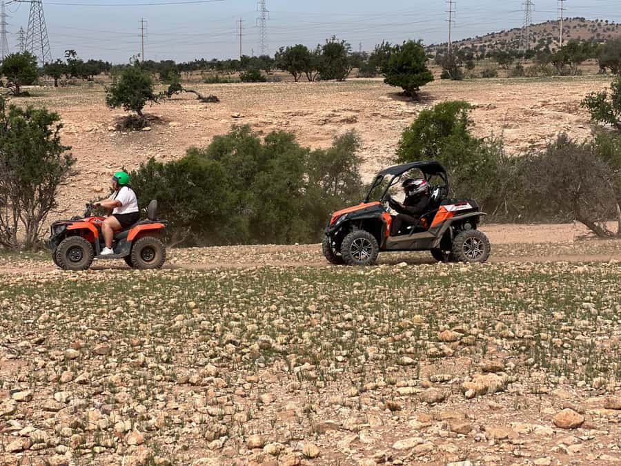 From Agadir/Taghazout: Buggy Safari Adventure & Moroccan Tea - The goat moment in argan trees: quick, iconic, and worth it