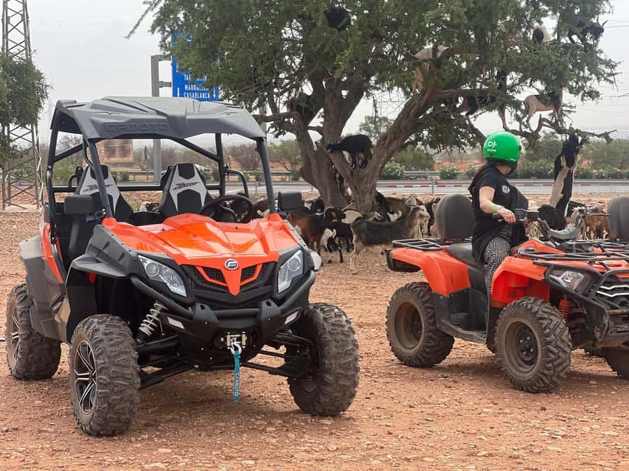From Agadir/Taghazout: Buggy Safari Adventure & Moroccan Tea - Price and value: is $56 per person fair for what you get?