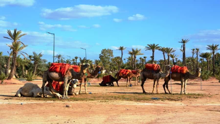 From Casablanca: Day Trip to Marrakech with Camel Ride - Souk Semmarine and Medina shopping time: how to keep it fun