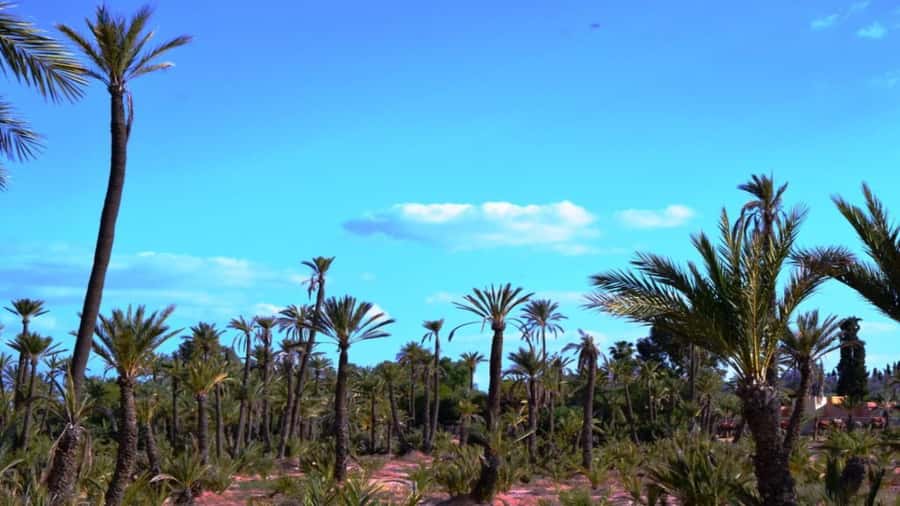 From Casablanca: Day Trip to Marrakech with Camel Ride - Who this tour fits best, and who should skip it