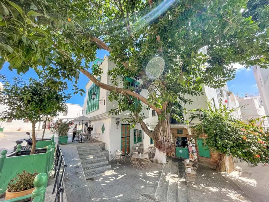 From Costa del Sol: Discover Tangier on a Guided Day Trip - Free time in the Medina: shopping, wandering, and pacing yourself