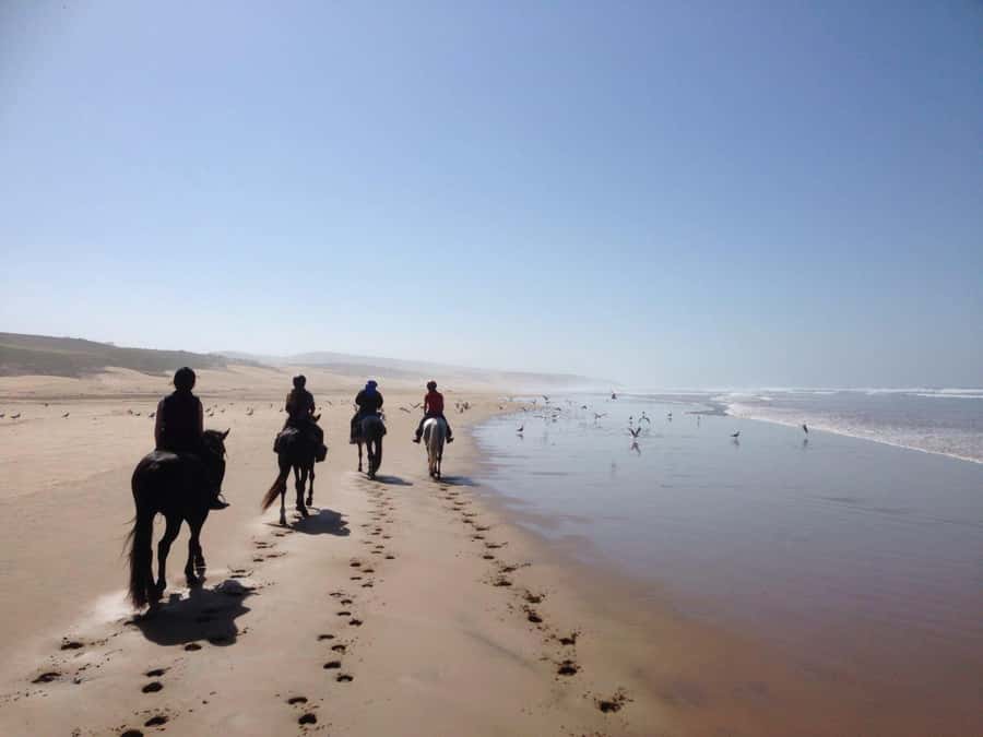 From Essaouira: 1-Hour Horse Ride - Key takeaways before you mount up