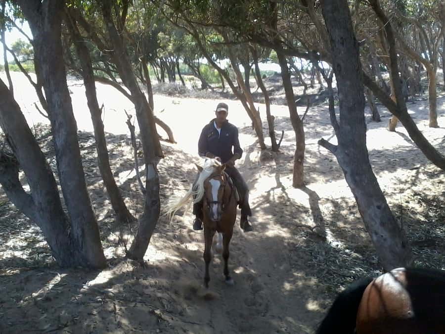 From Essaouira: 1-Hour Horse Ride - Returning by forest: a softer finish with a change of scenery