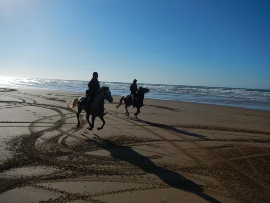 From Essaouira: Scenic Diabat Horseback Ride with Transfer - The Horses: Why Arabian-Berber Makes a Difference
