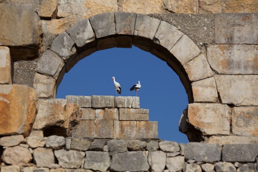 From Fes: Volubilis, Moulay Idriss and Meknes Full-Day Trip - Drivers, guides, and why names matter on a one-day trip