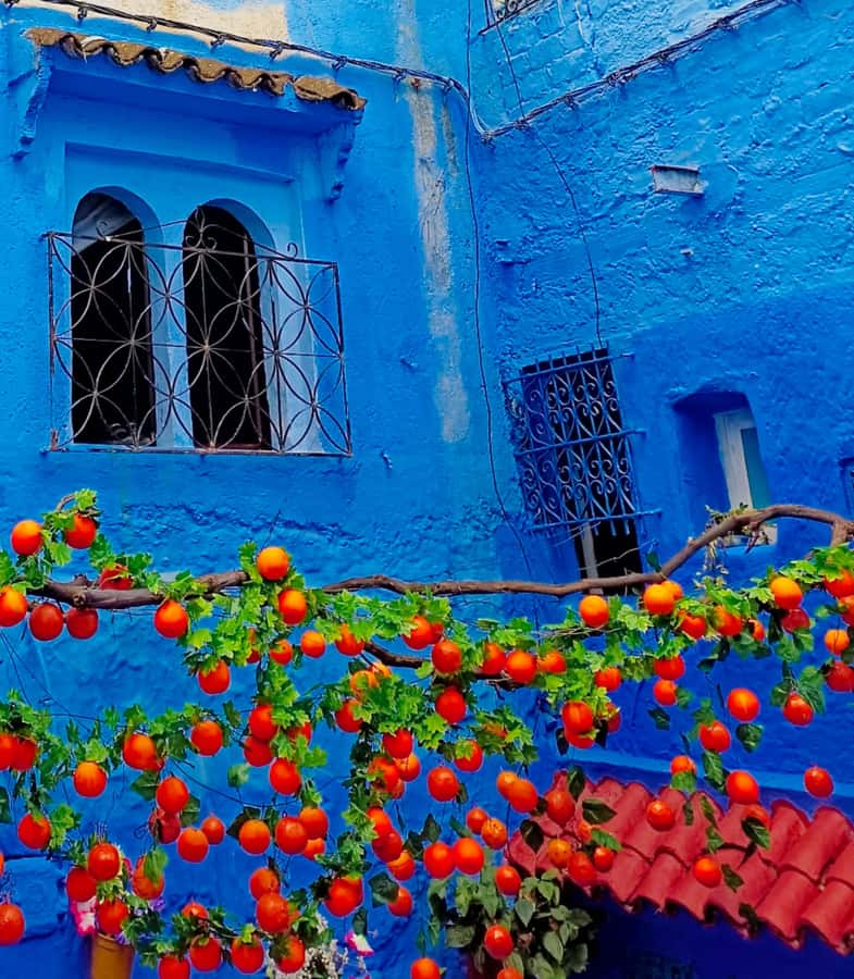 From Fez : Memorable Day Trip to Chefchaouen the Blue City - Languages and Small Extras That Actually Matter