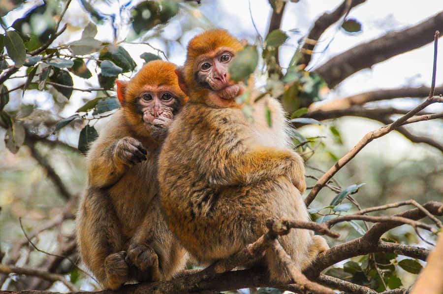 From Fez: Middle Atlas and Monkey Forest Day Trip - Key Things You’ll Care About on This Trip