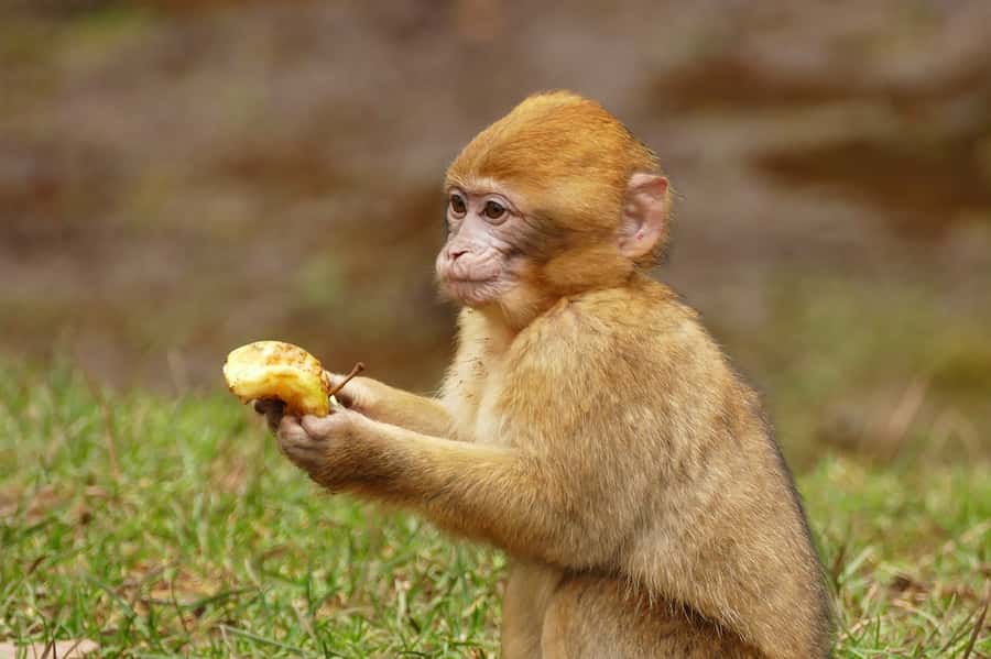 From Fez: Middle Atlas and Monkey Forest Day Trip - Price and Logistics: Is $22 Good Value for a Full Day?