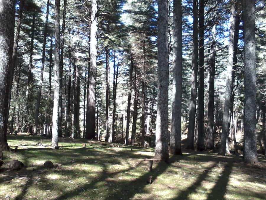 From Fez: Middle Atlas Day Trip with Ifrane National Park - Ifrane and its French-inspired look: Atlas lion, architecture, and university area