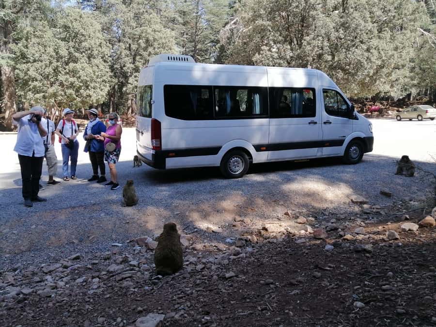 From Fez: Middle Atlas Day Trip with Ifrane National Park - Immouzar cave homes: Berber tea and the Middle Atlas way of life