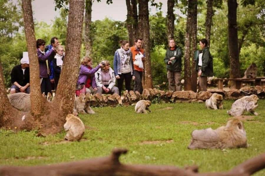 From Fez: Middle Atlas Ifran and Forest of Monkeys Day Trip - Key takeaways before you go