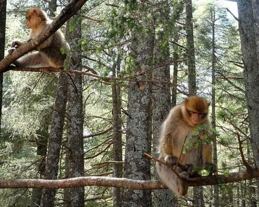 From Fez: Middle Atlas Ifran and Forest of Monkeys Day Trip - A Fez to Middle Atlas day trip that feels efficient, not rushed