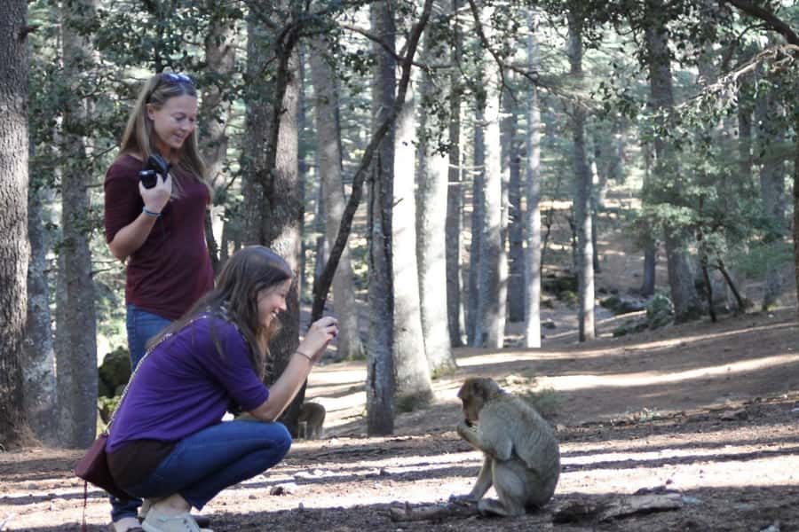 From Fez: Middle Atlas Mountains Day Trip - Ifrane National Park: cedar forest watching and Barbary macaques up close