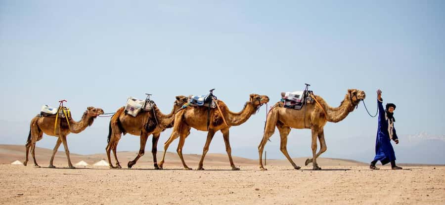 From Marrakech: 1-Hour Sunset Camel Ride in Agafay Desert - Practical tips: how to get the most from your ride
