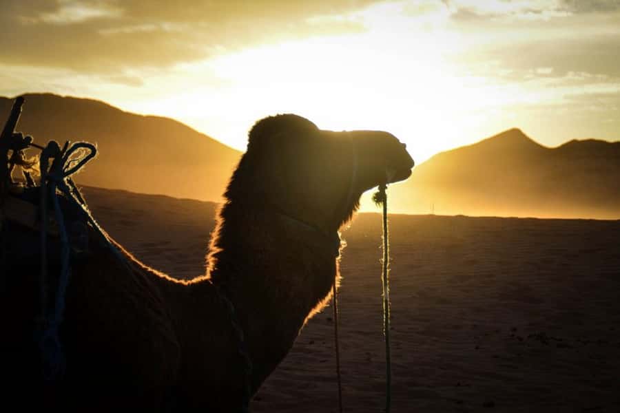 From Marrakech: 2-Day Desert Excursion - Key points to know before you go