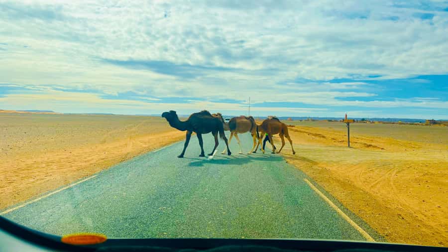 From Marrakech: 2 Days Zagora Desert Safari with Food & Camp - Who This Zagora Safari Fits Best, and Who Should Skip It
