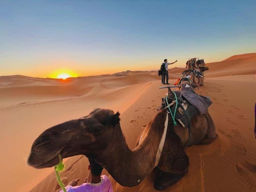 From Marrakech: 3-Day Luxury Desert Tour to Fes via Merzouga - Price and value: what you get for about $215