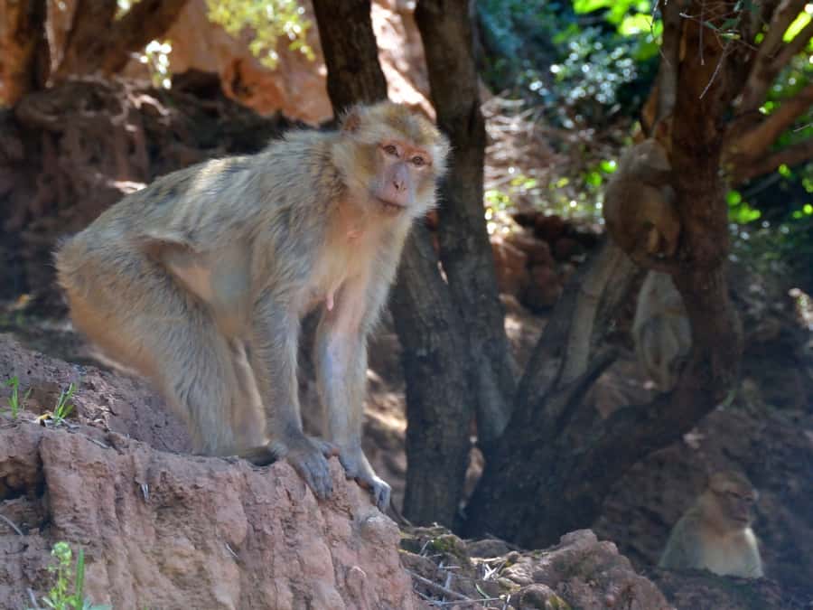 From Marrakech: A day Trip to Ouzoud waterfalls - The short stops before Ouzoud: coffee and a quick scenic moment