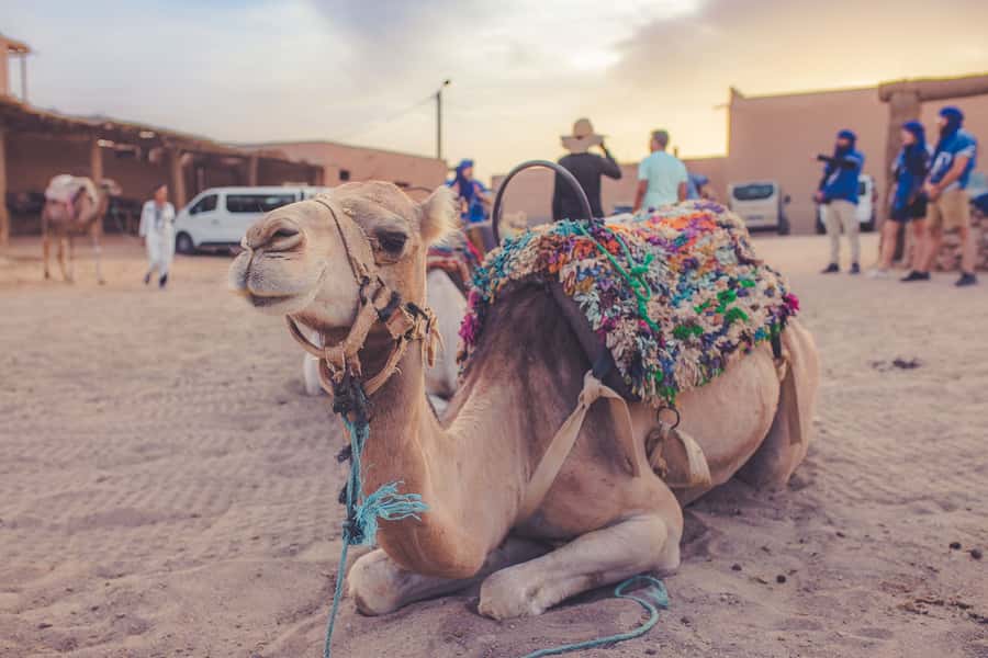 From Marrakech: Agafay Desert Camel Ride and Dinner and Show - Practical tips to make the evening feel smooth