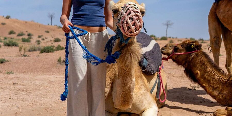 From Marrakech: Agafay Sunset Camel Tour with Dinner & Show - Who Should Book This Tour, and Who Should Skip It