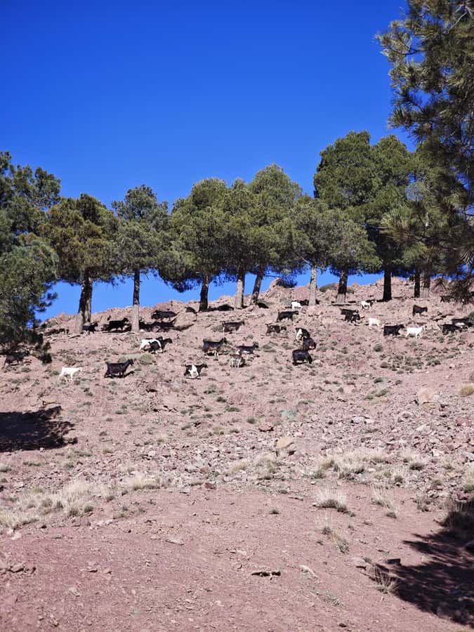 From Marrakech: Aourirt N’ouassif Summit Day Hike & Trek - Key highlights worth getting excited about