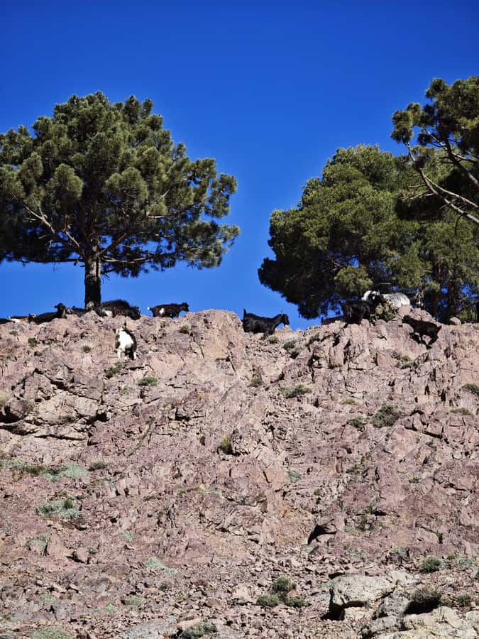 From Marrakech: Aourirt N’ouassif Summit Day Hike & Trek - Price and value of the $79 day hike