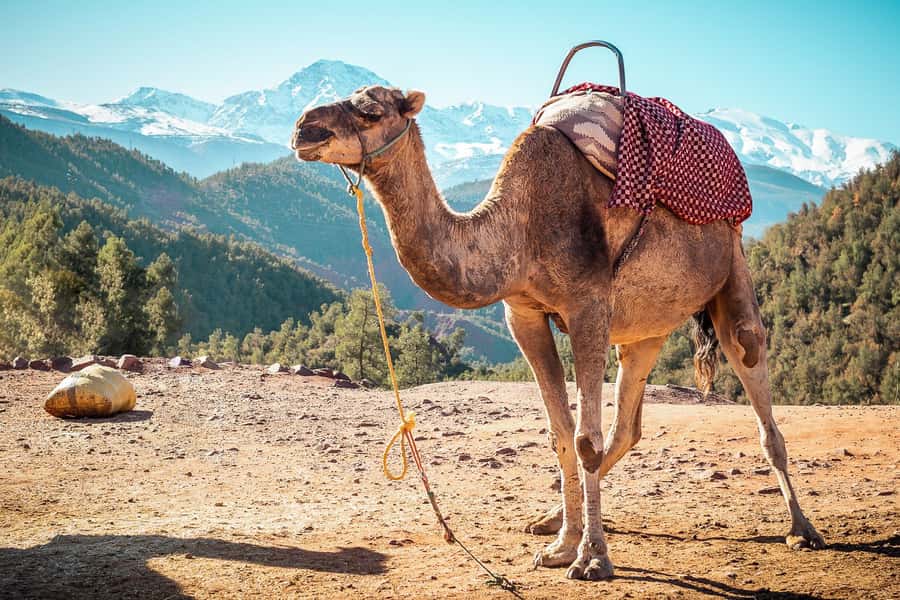 From Marrakech: Atlas Mountains Full-Day Hiking Trip w Lunch - Tamatert orchards: the part that surprises people
