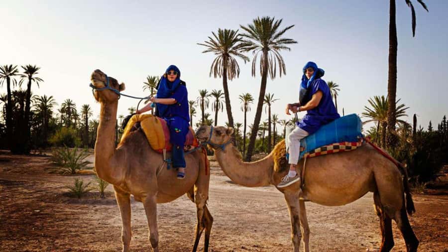 From Marrakech: Camel ride in the oasis palmeraie Grove - Key Things You’ll Want to Know Before You Go