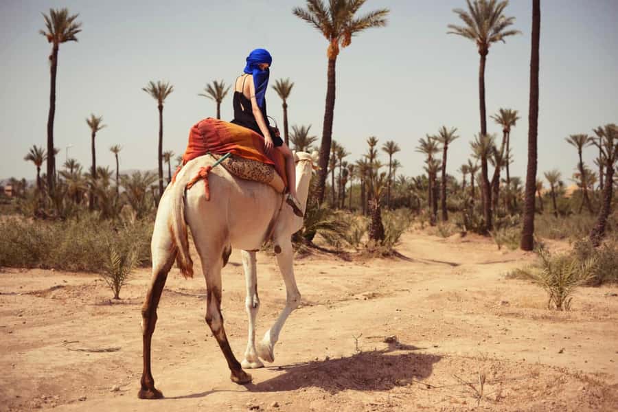 From Marrakech: Camel ride in the oasis palmeraie Grove - What to Bring, What to Wear, and Small Practical Advice