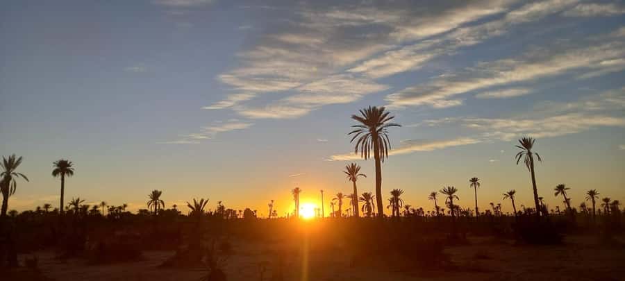 From Marrakech: Camel ride in the oasis palmeraie Grove - Timing Tips: How to Choose the Best Slot