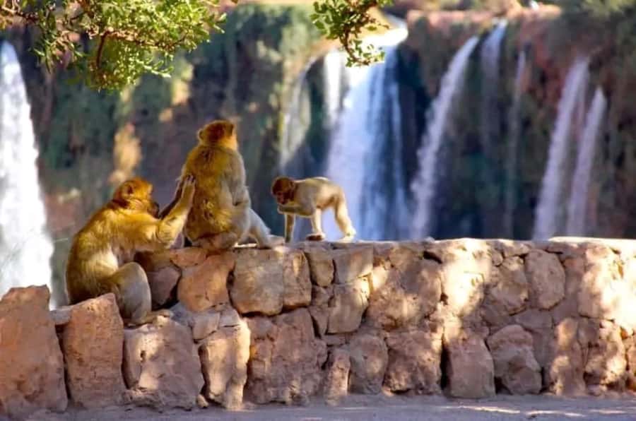 From Marrakech: Day Tour to Ouzoud Waterfalls - Key things to know before you go to Ouzoud Waterfalls