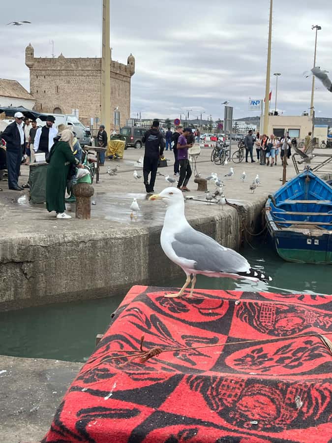 From Marrakech: Day Trip to Essaouira with Transfers - Essaouira Citadel Ramparts and the Port Quay Experience