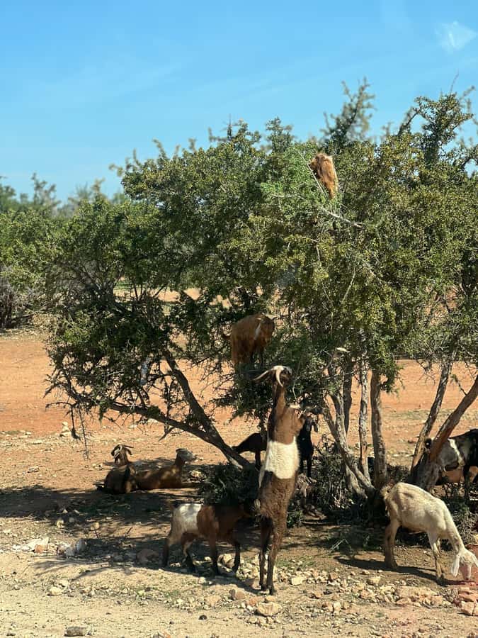 From Marrakech: Day Trip to Essaouira with Transfers - Argan Forest Stops and the Women’s Cooperative (What to Look For)