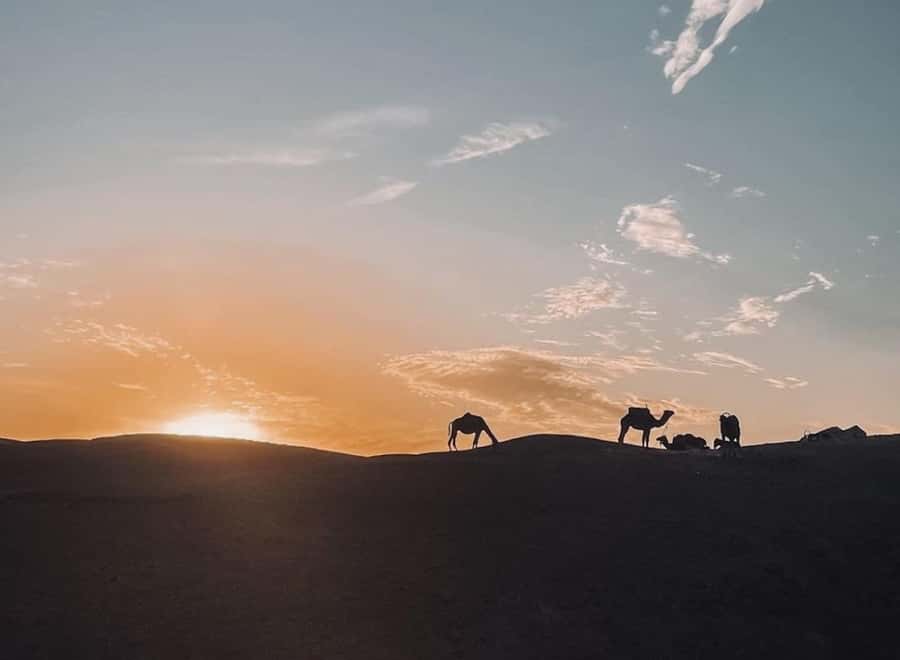 From Marrakech: Dinner show in Agafay Desert & Sunset Quad - Why Agafay Desert Dinner Feels Worth It From Marrakech
