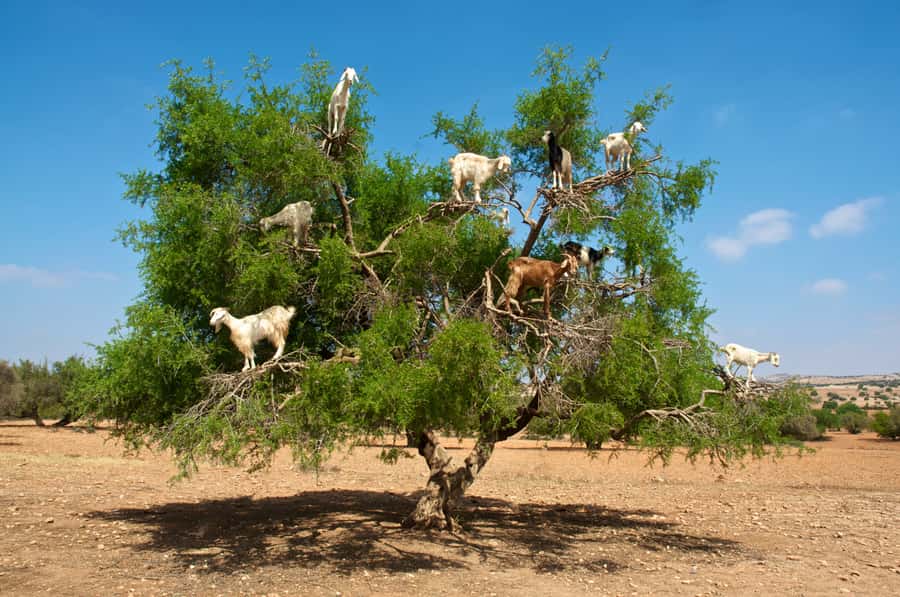 From Marrakech: Essaouira & Atlantic Coast Full-Day Trip - Key highlights worth planning around