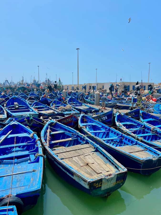 From Marrakech: Essaouira Coastal City Day Trip - Beach and fish market time: using your four hours well