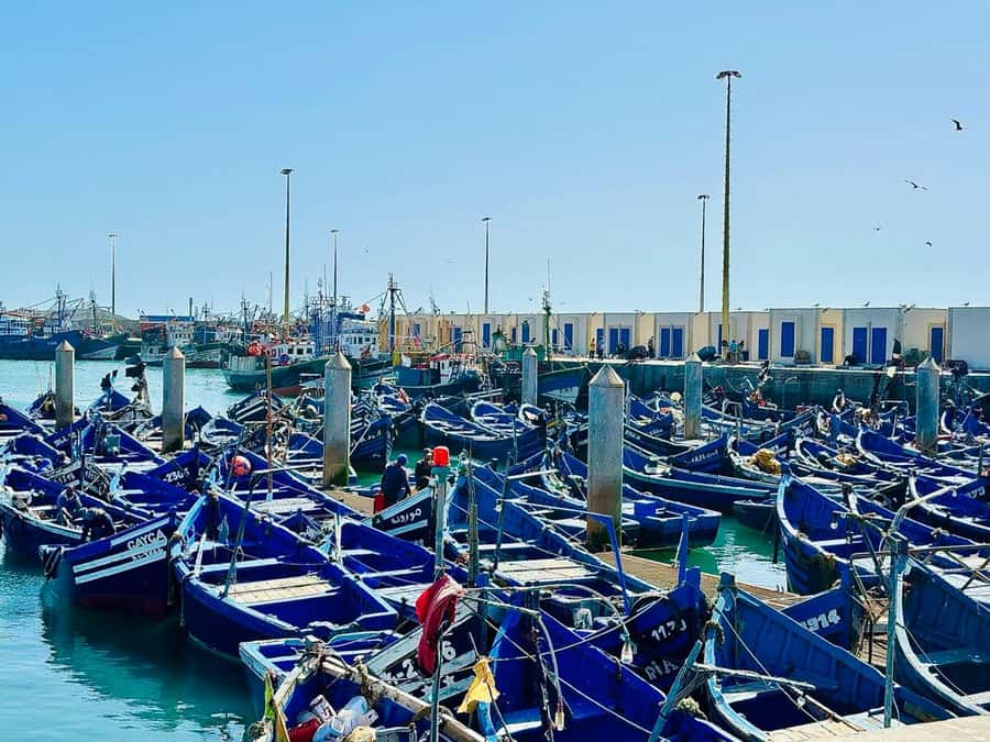 From Marrakech: Essaouira day Trip with camel, horse & quad - Ride comfort and timing: what the 12 hours really means